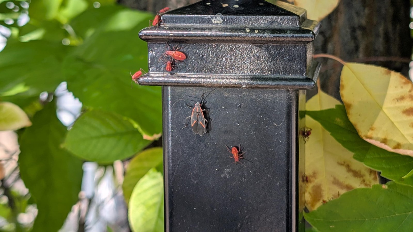 Un petit insecte qui fait beaucoup jaser cet été