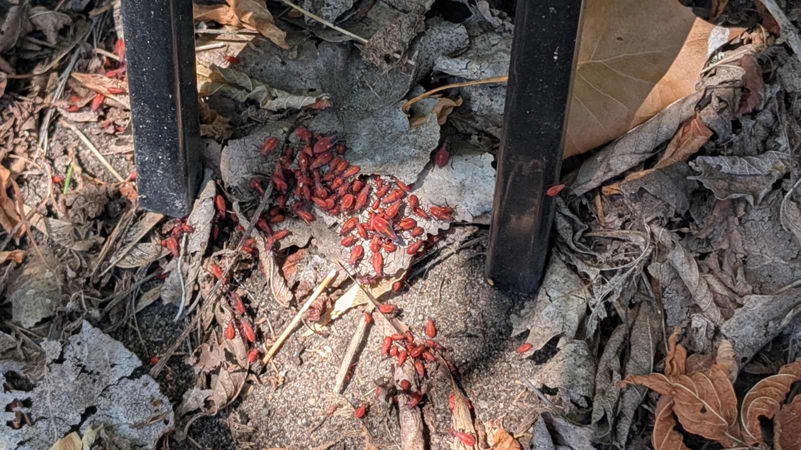 Un petit insecte qui fait beaucoup jaser cet été