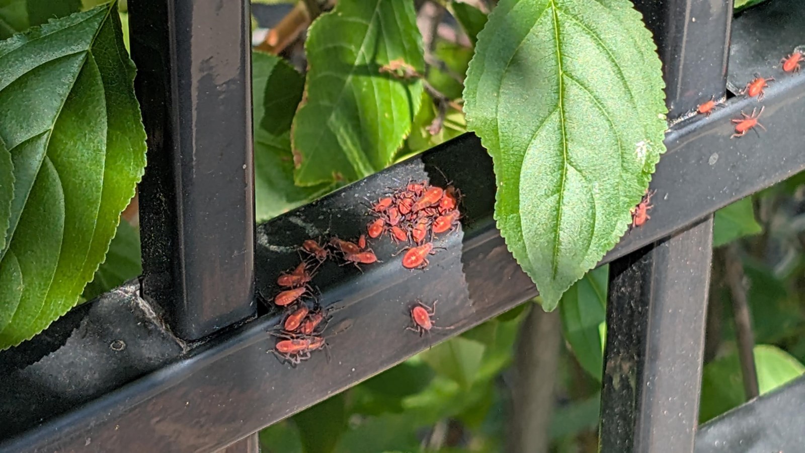 Un petit insecte qui fait beaucoup jaser cet été