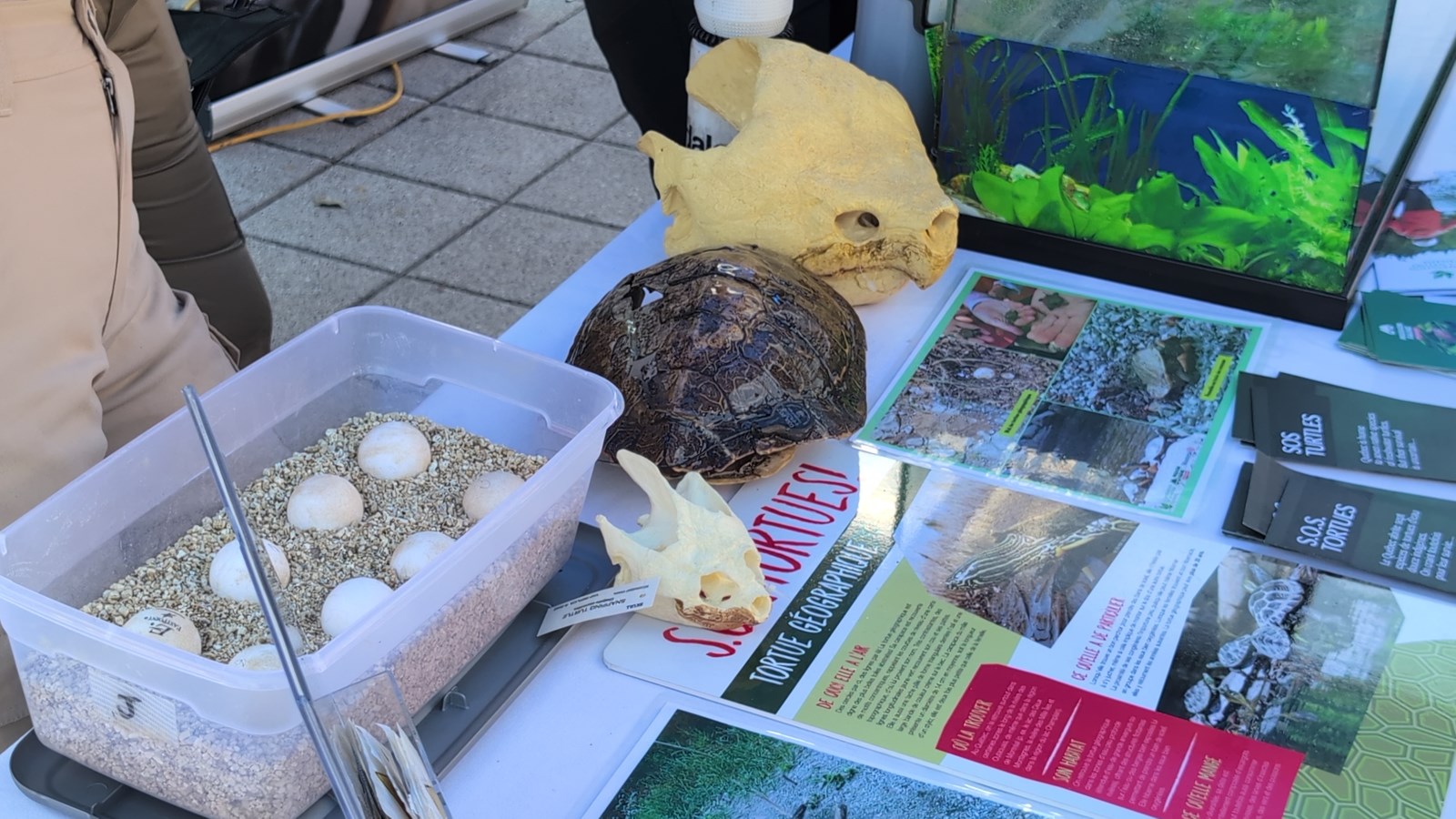 Naturellement Sainte-Anne : une célébration de la biodiversité à Sainte-Anne-de-Bellevue