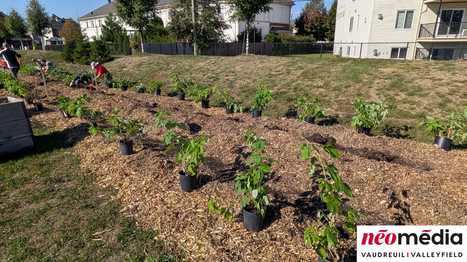 EN VIDÉO : Verger communautaire au parc Lorne-Worsley : l’initiative citoyenne d’Éric Jean