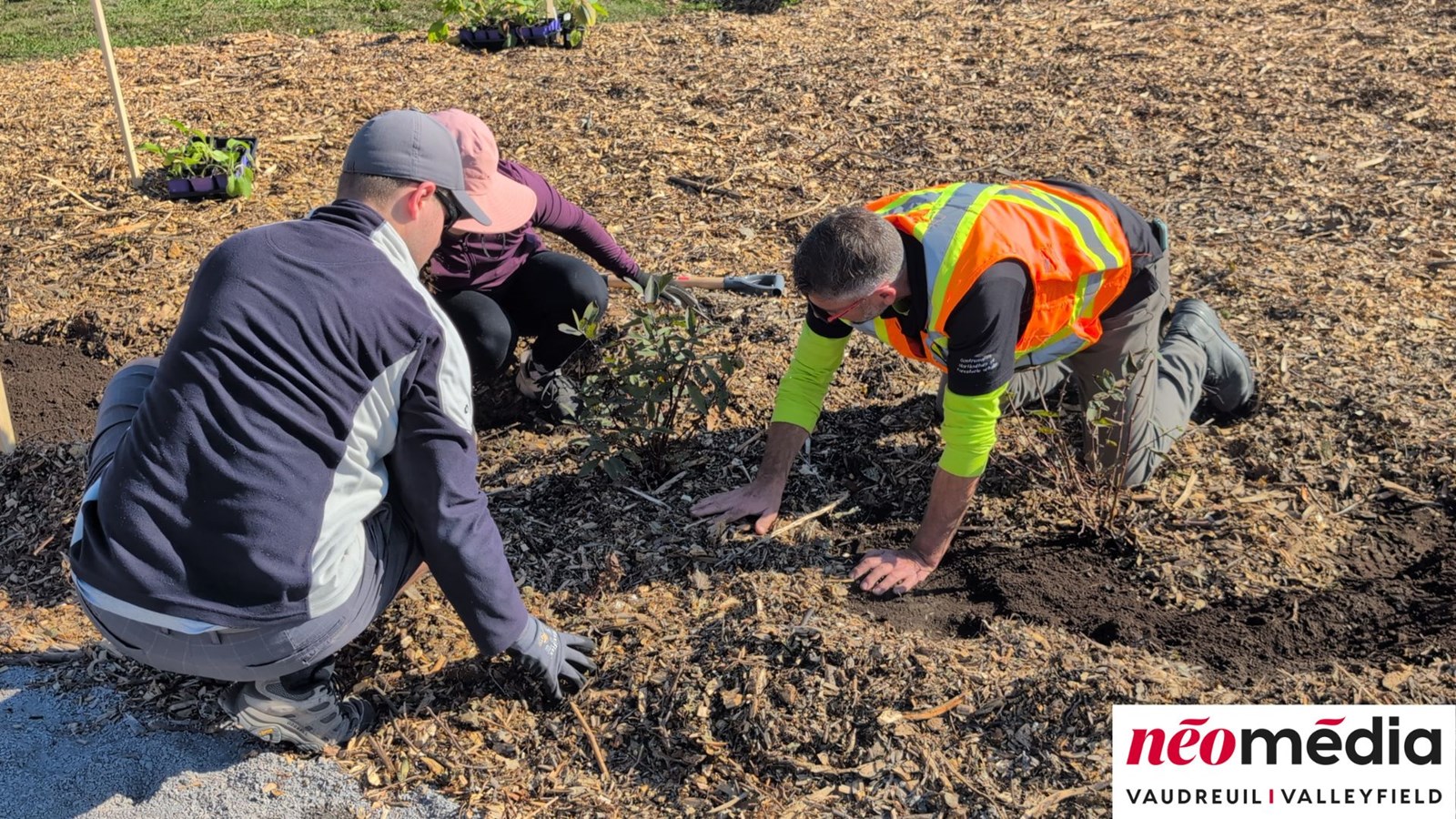EN VIDÉO : Verger communautaire au parc Lorne-Worsley : l’initiative citoyenne d’Éric Jean