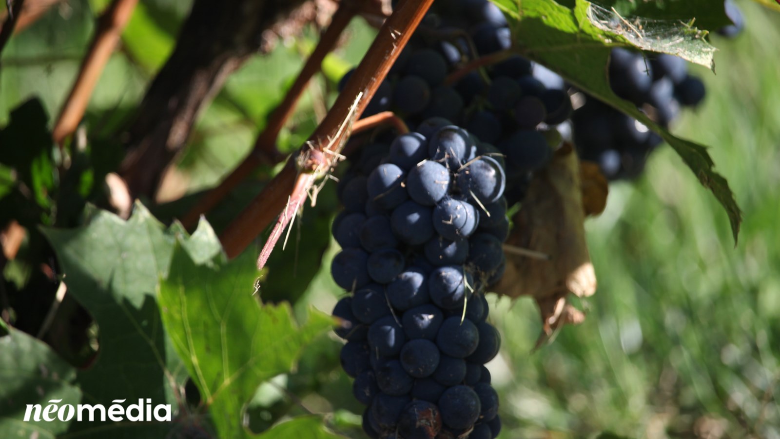 Tour d'horizon des vendanges dans la région