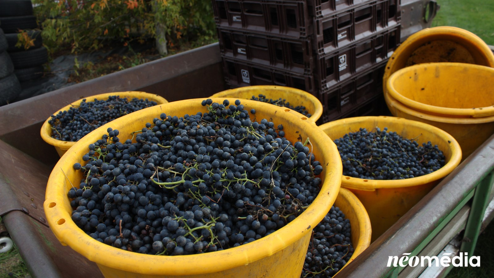Tour d'horizon des vendanges dans la région