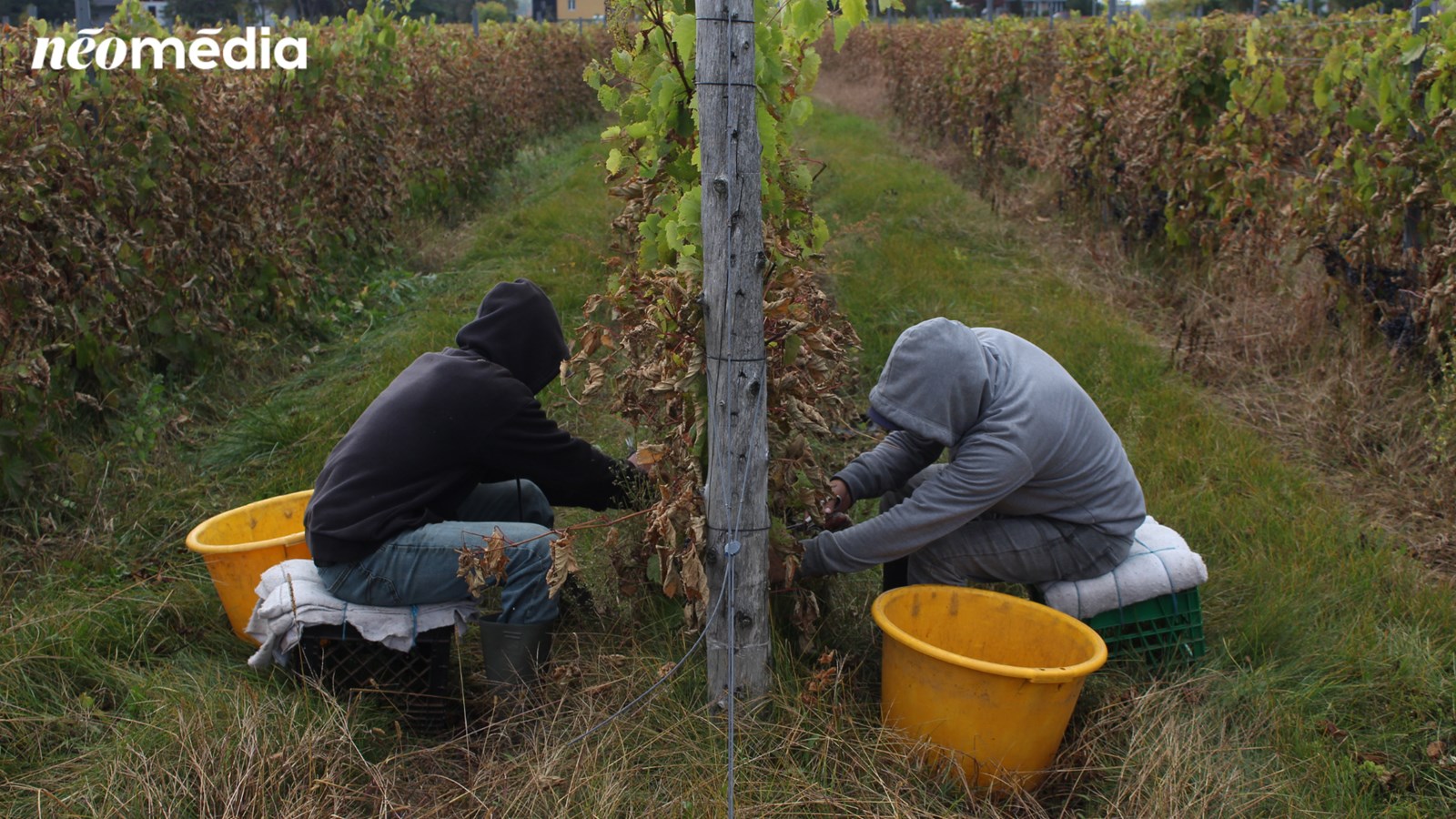 Tour d'horizon des vendanges dans la région