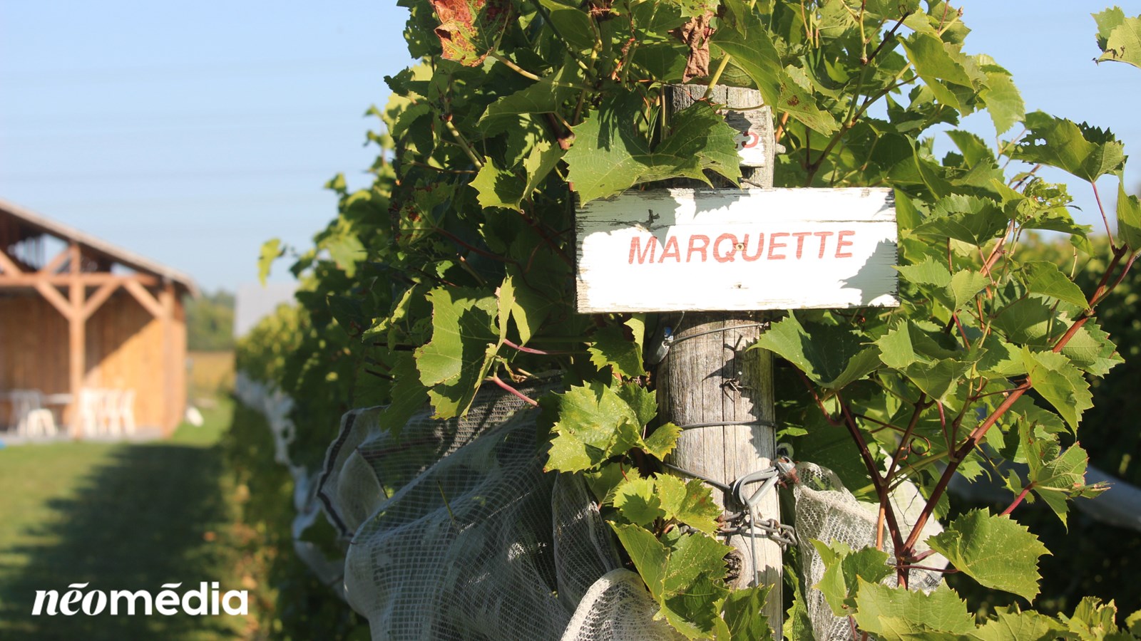 Tour d'horizon des vendanges dans la région