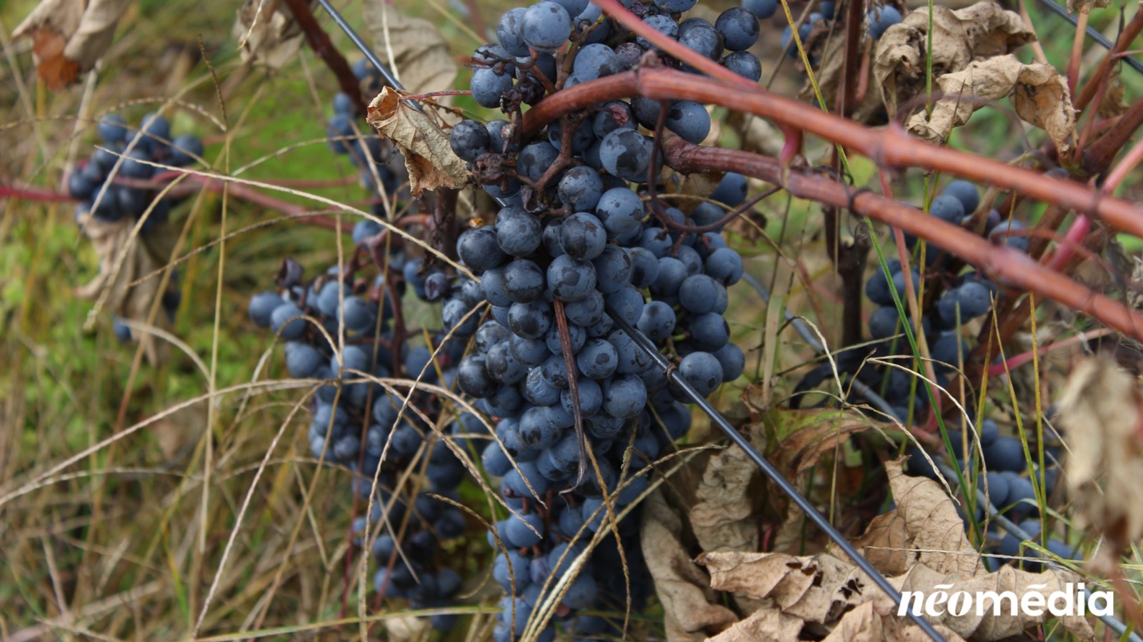 Tour d'horizon des vendanges dans la région