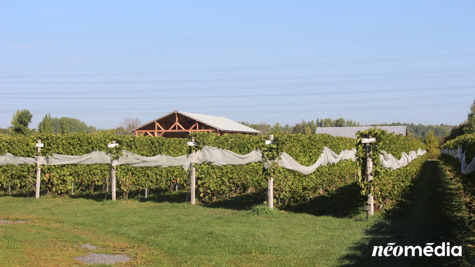 Tour d'horizon des vendanges dans la région