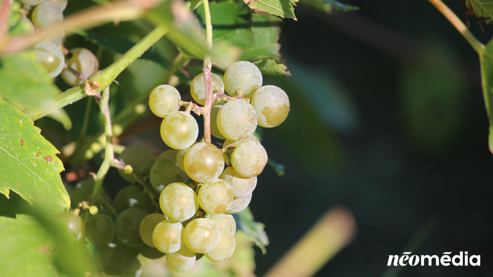 Tour d'horizon des vendanges dans la région
