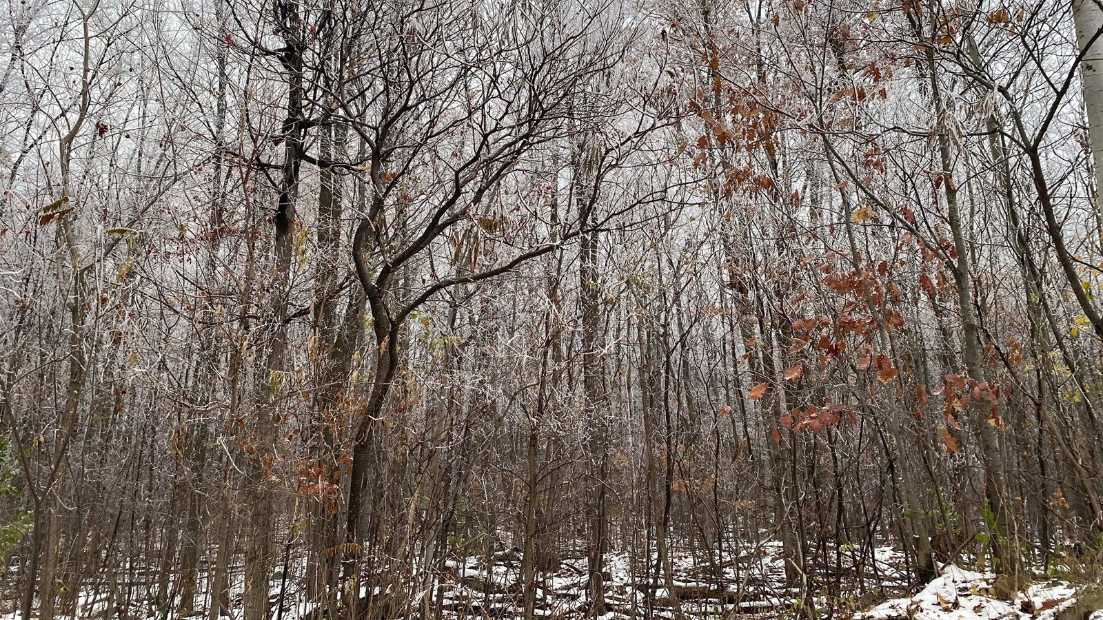 Vaudreuil-sur-le-Lac protège son dernier boisé mature
