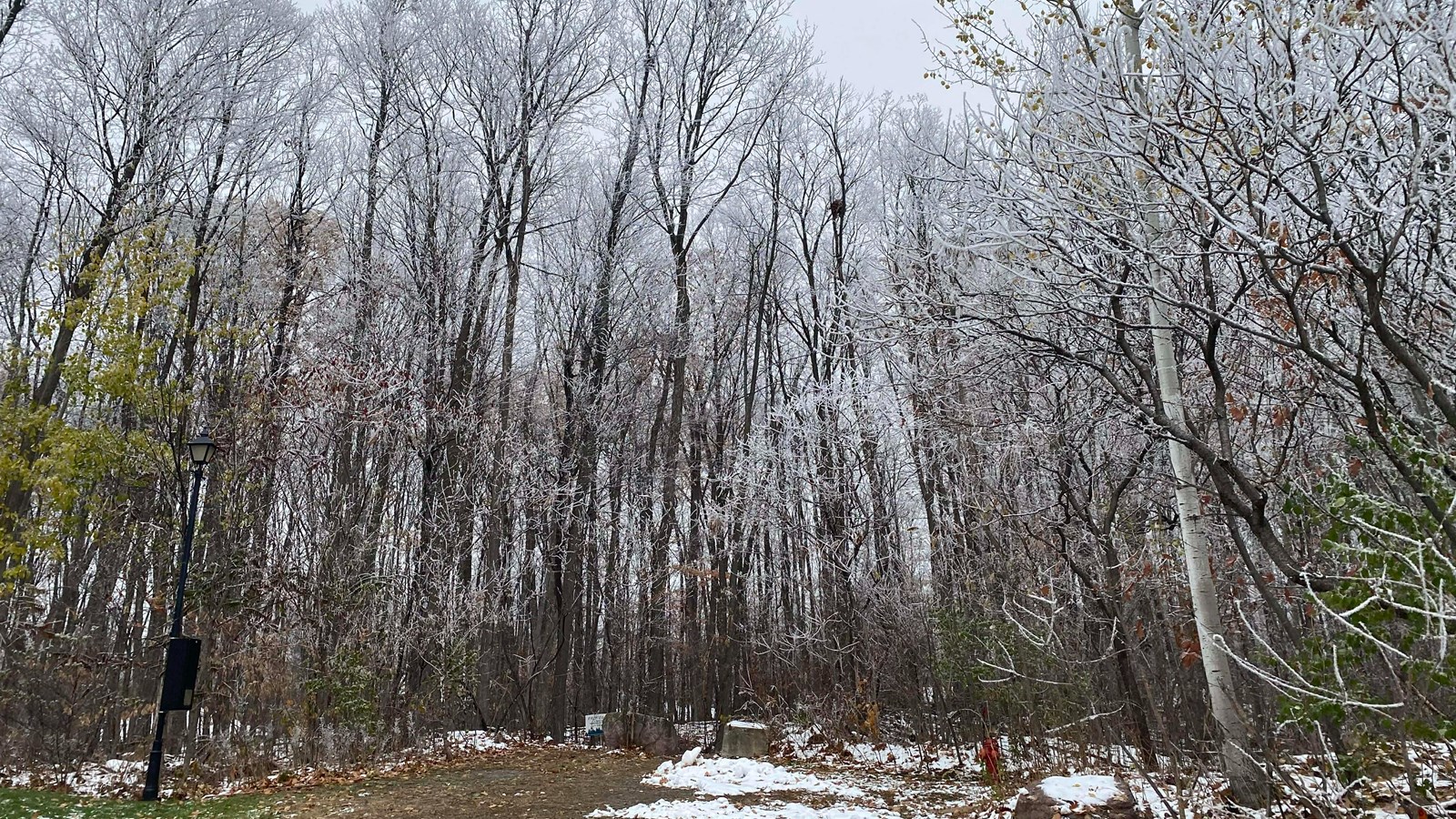 Vaudreuil-sur-le-Lac protège son dernier boisé mature