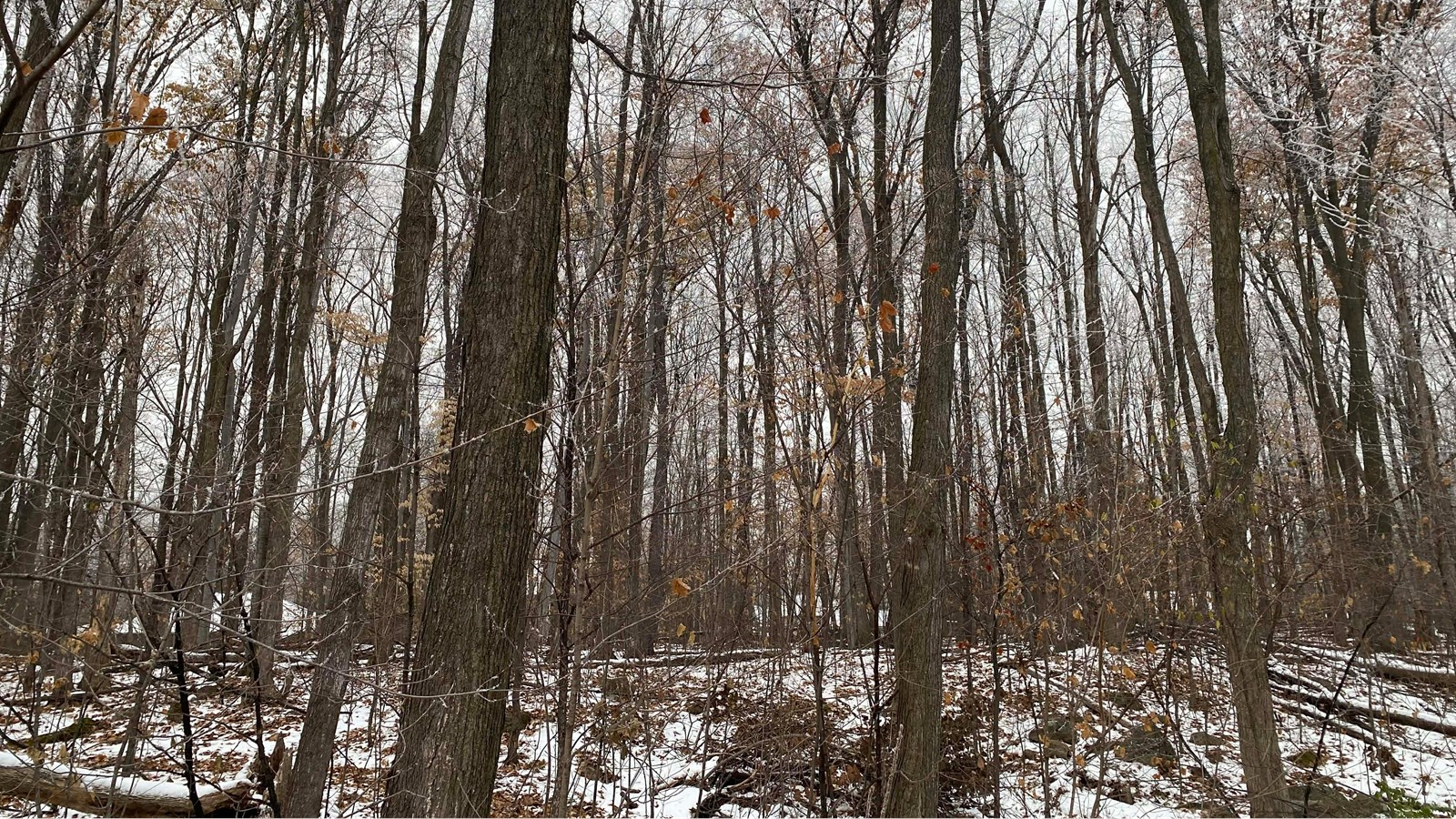 Vaudreuil-sur-le-Lac protège son dernier boisé mature