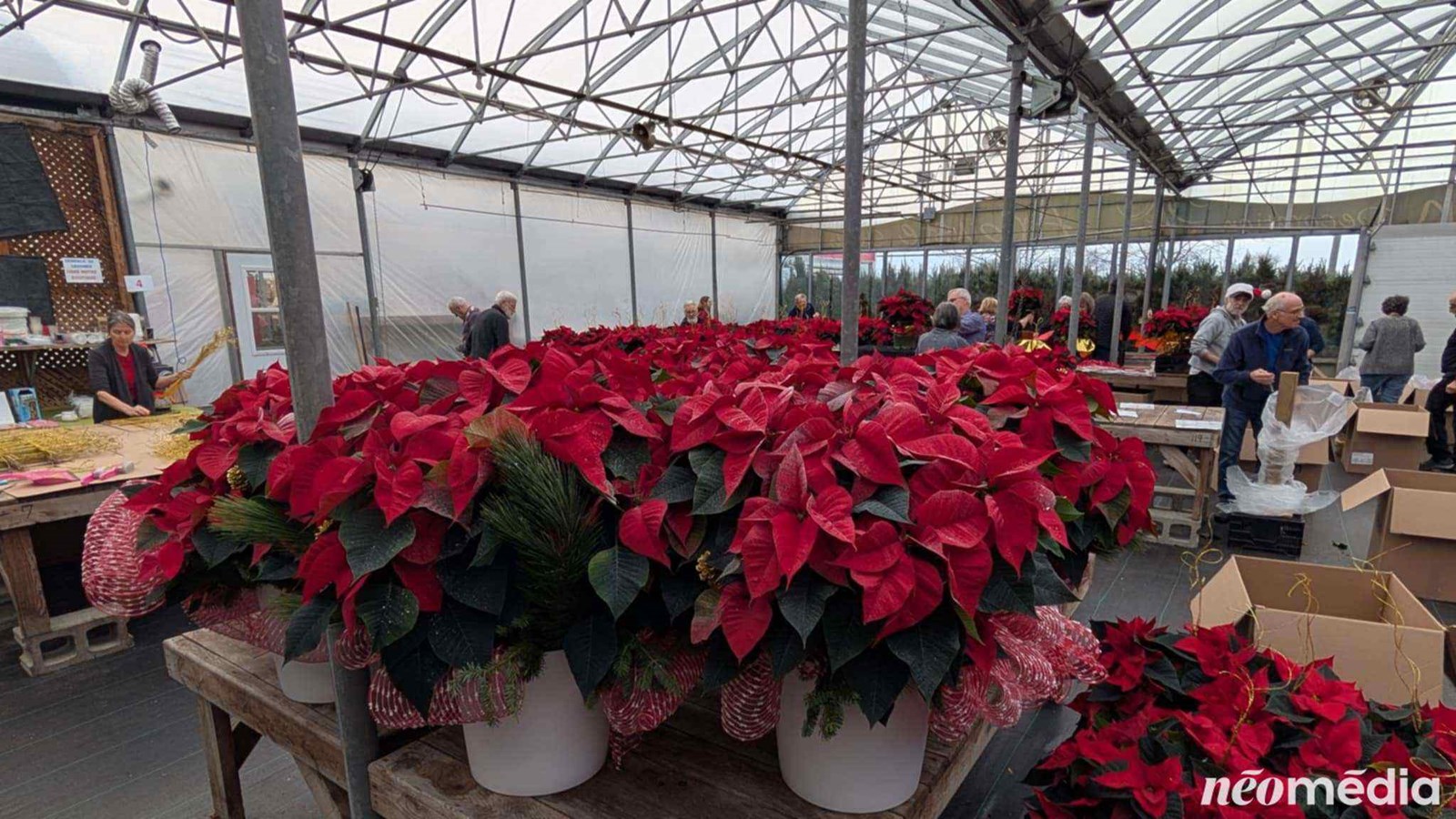 15e campagne de poinsettia au profit de la Maison de soins palliatifs Libella