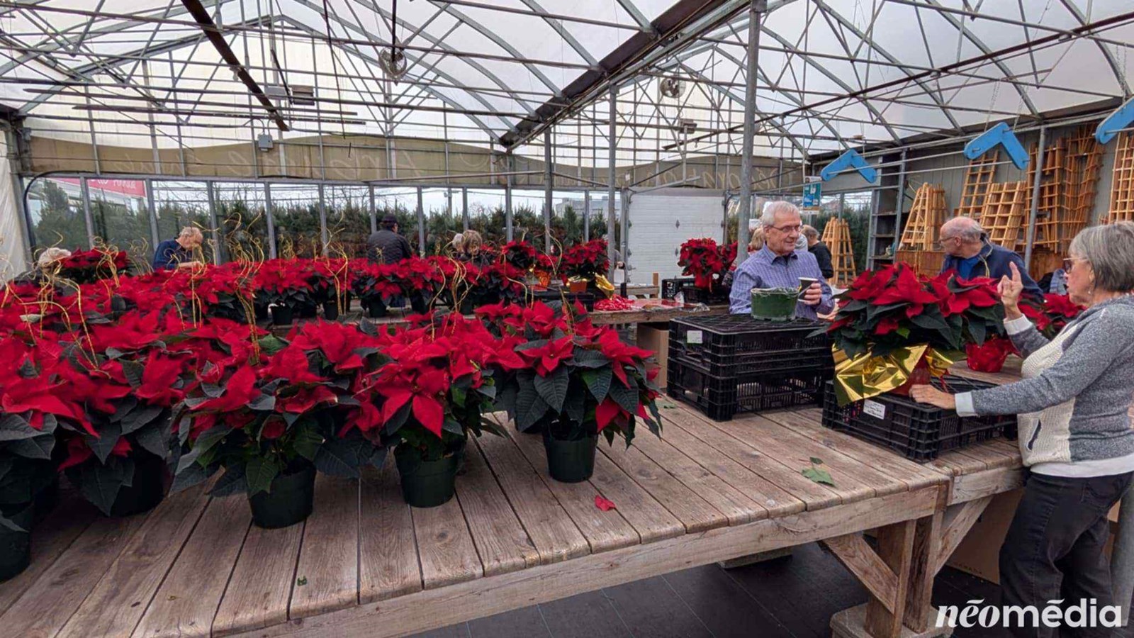 15e campagne de poinsettia au profit de la Maison de soins palliatifs Libella