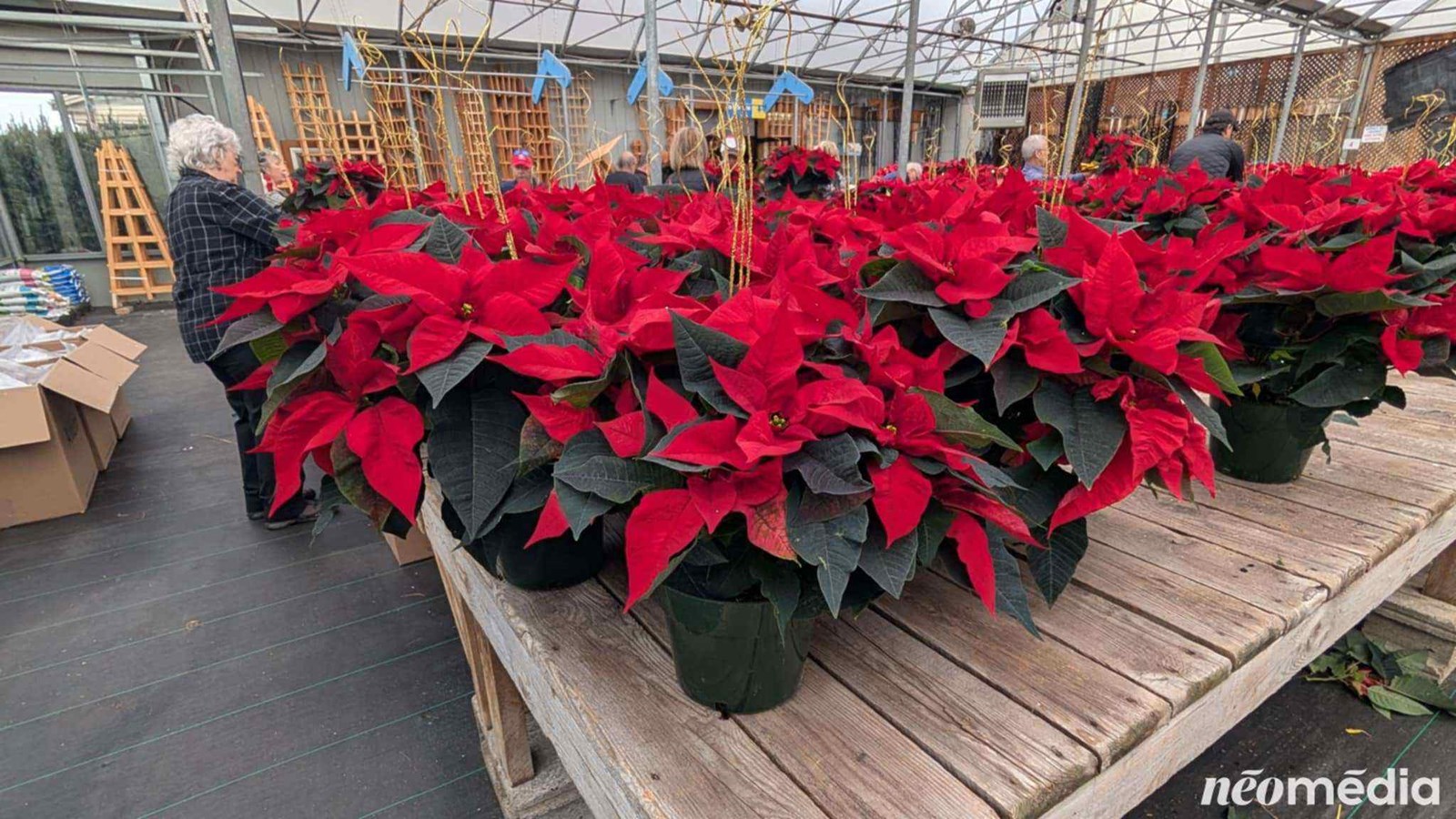 15e campagne de poinsettia au profit de la Maison de soins palliatifs Libella