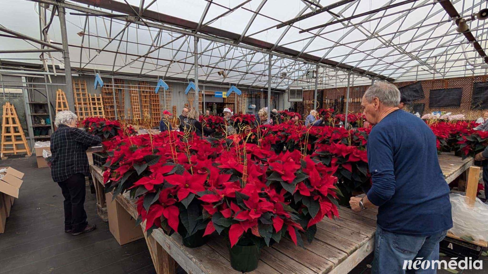 15e campagne de poinsettia au profit de la Maison de soins palliatifs Libella