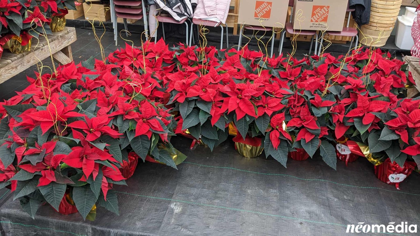 15e campagne de poinsettia au profit de la Maison de soins palliatifs Libella