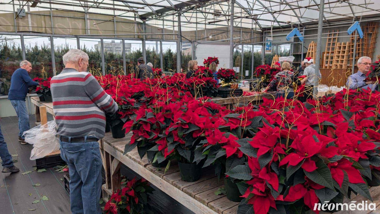 15e campagne de poinsettia au profit de la Maison de soins palliatifs Libella