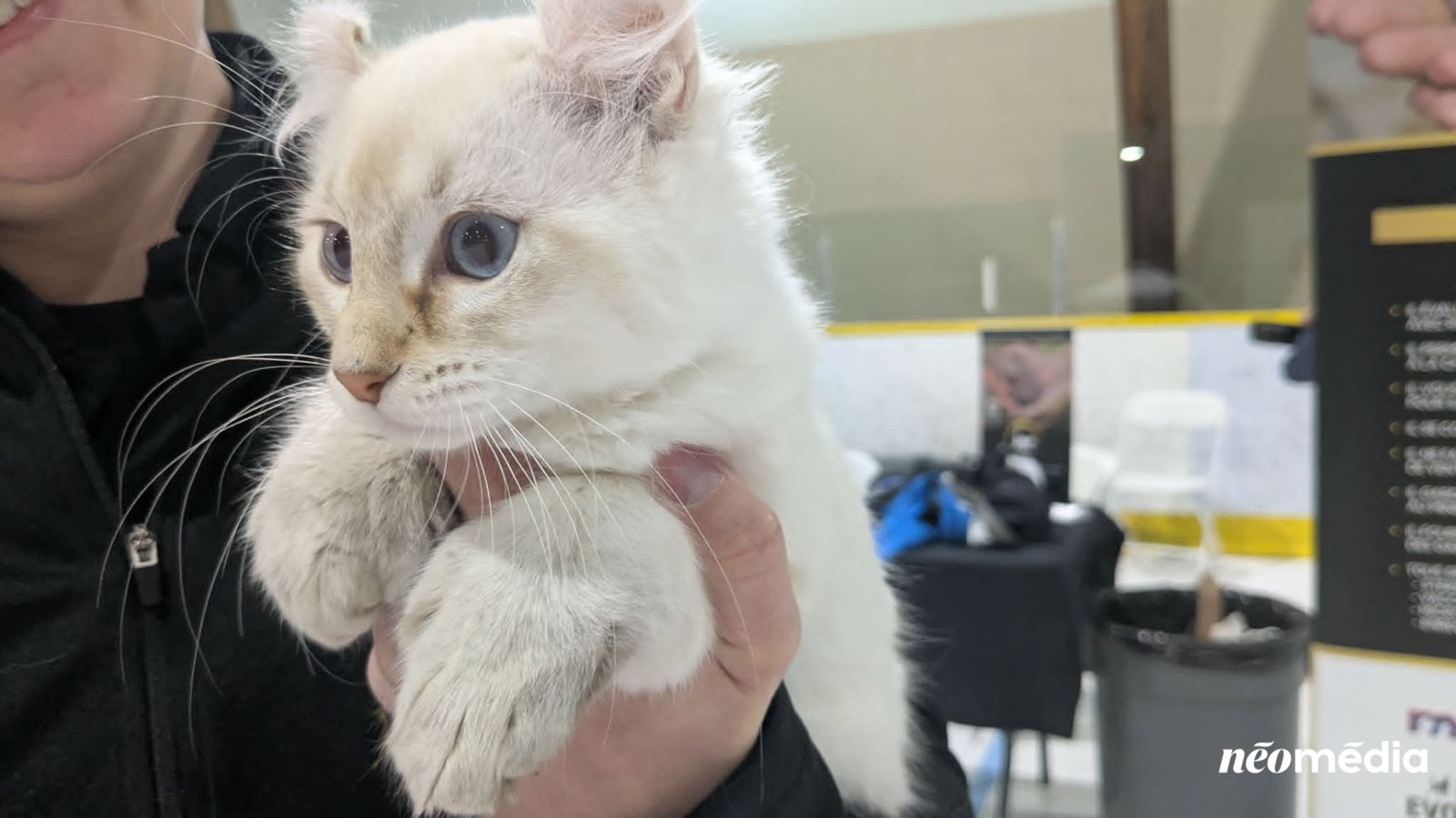 Solana, un chat lynx, est l'une des espèces à découvrir au Salon