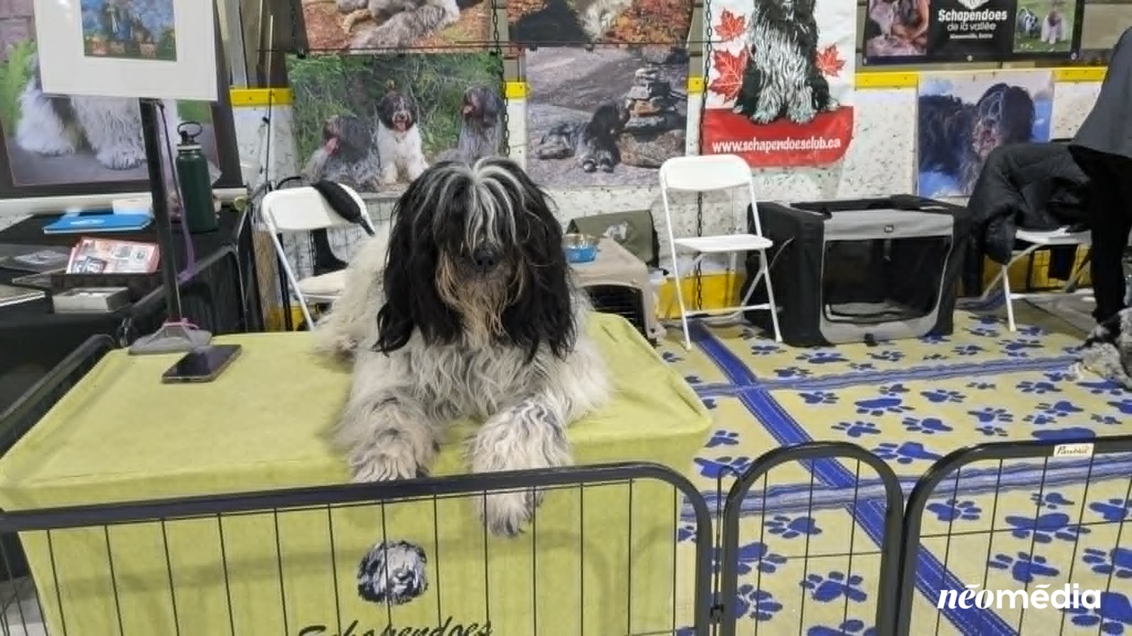 À la découverte du Salon des éleveurs félins et canins à Vaudreuil-Dorion