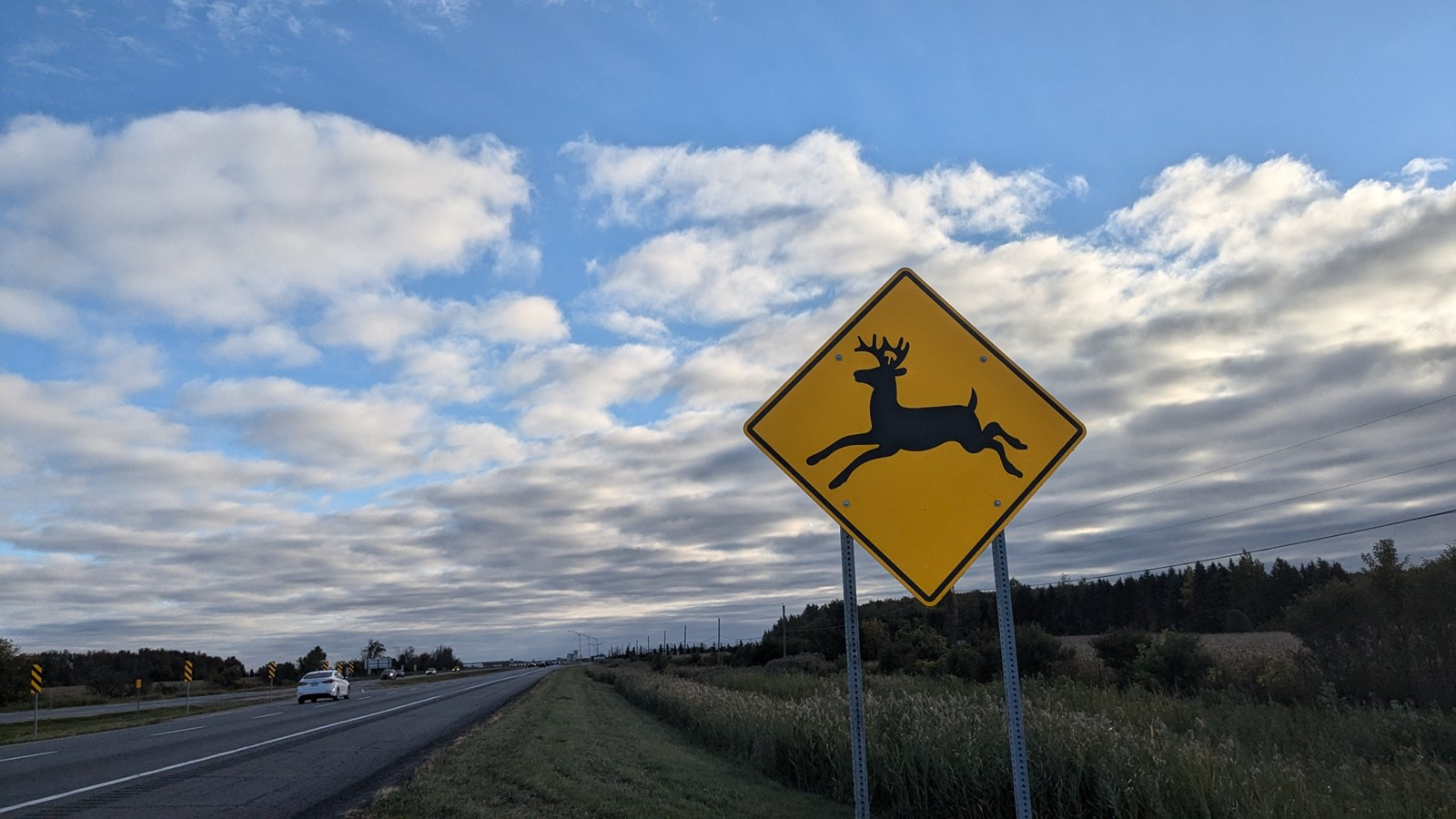 Grande faune sur les routes : redoublez de vigilance cet automne