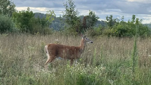 La chasse strictement interdite sur les terrains d'Hydro-Québec