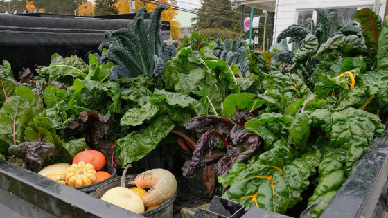 Des plantes ornementales et comestibles offertes aux Lazarois