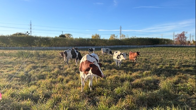 Ferme du Campus Macdonald Vaches au paturage 1 (1).jpeg