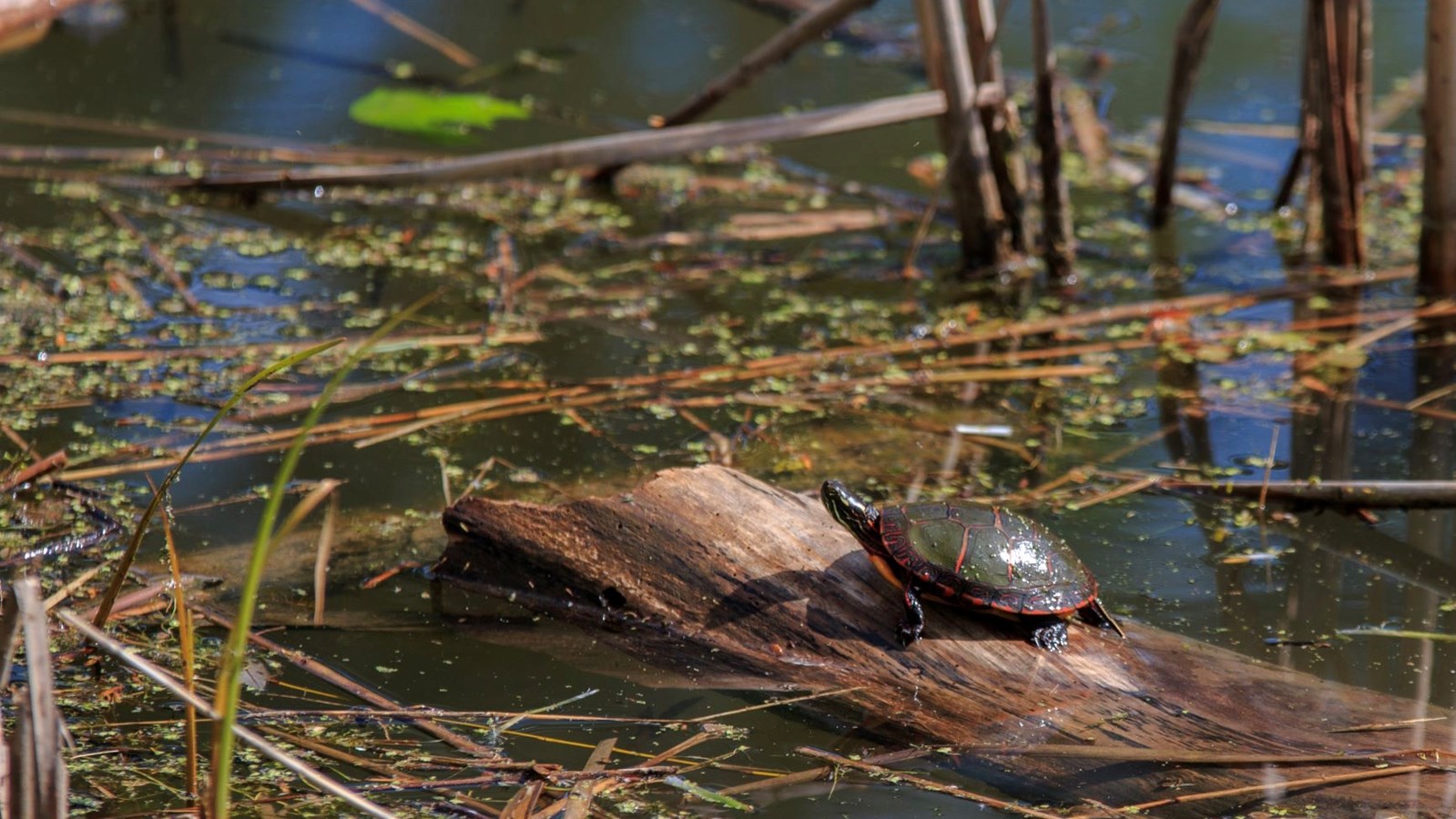 Parcs Canada et Nature-Action Québec s’associent pour protéger la biodiversité
