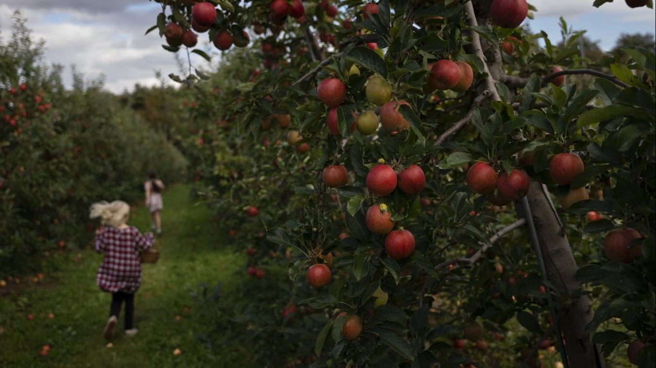 L'été pluvieux fait place à une saison des pommes «extraordinaire»