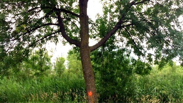 Chambly établit un nouveau programme de subvention pour la plantation d’arbres