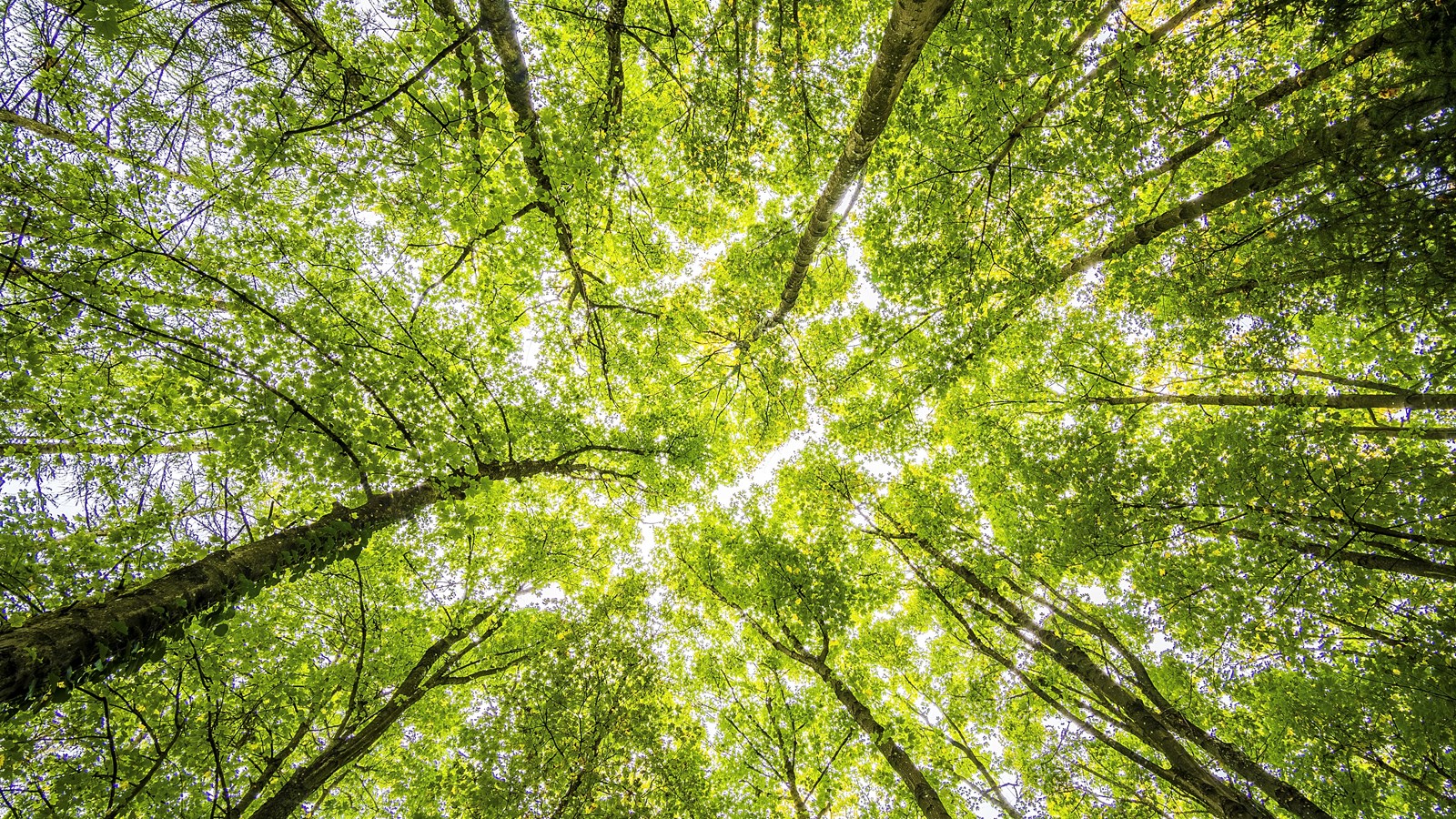 Les membres du Conseil de la MRC de Pierre-De Saurel veulent augmenter le couvert forestier régional