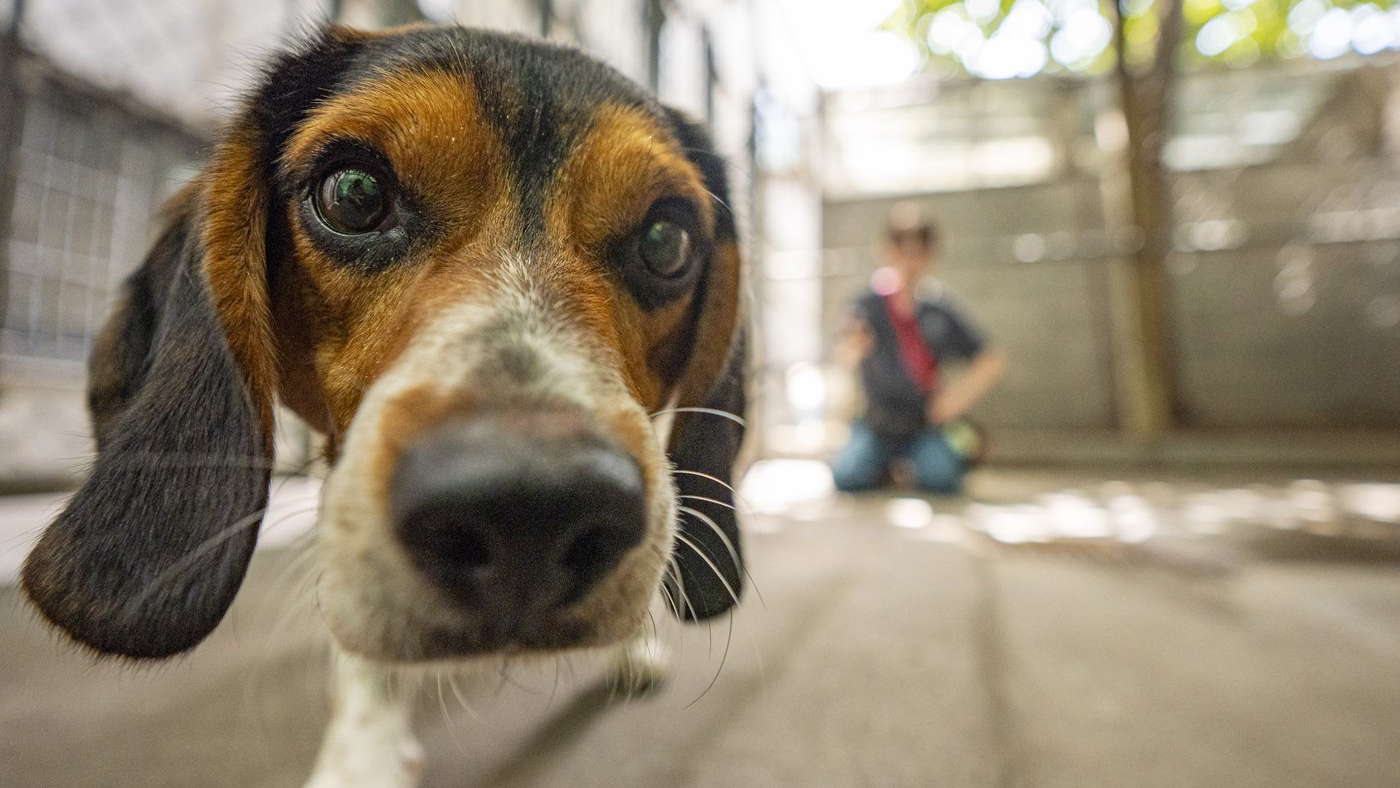 L'appel de la décision ouvrant le droit des locataires d'avoir des animaux entendu
