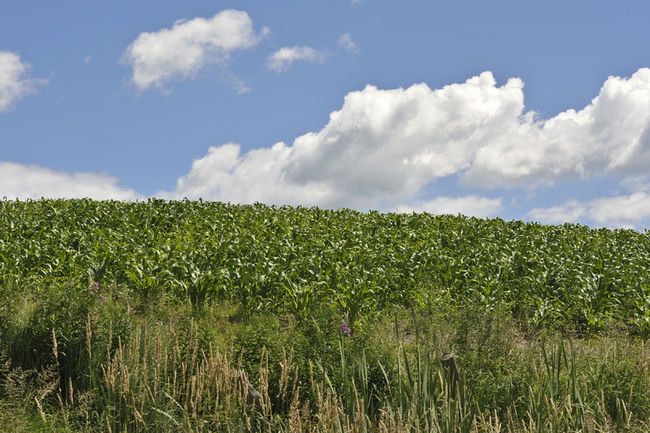 Bonne récolte pour la Financière agricole