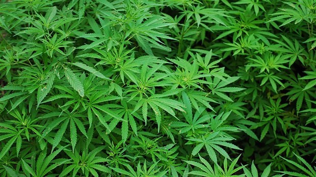 Opération policière en lien avec la production de cannabis