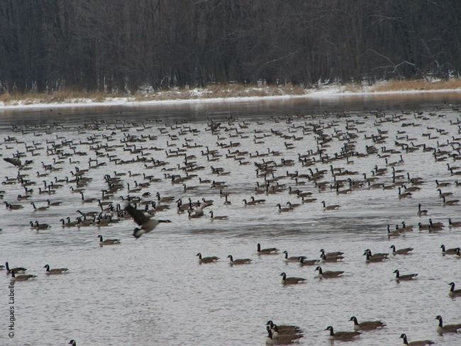 La réserve foncière des trois grandes îles vient à échéance en juin 2014. 