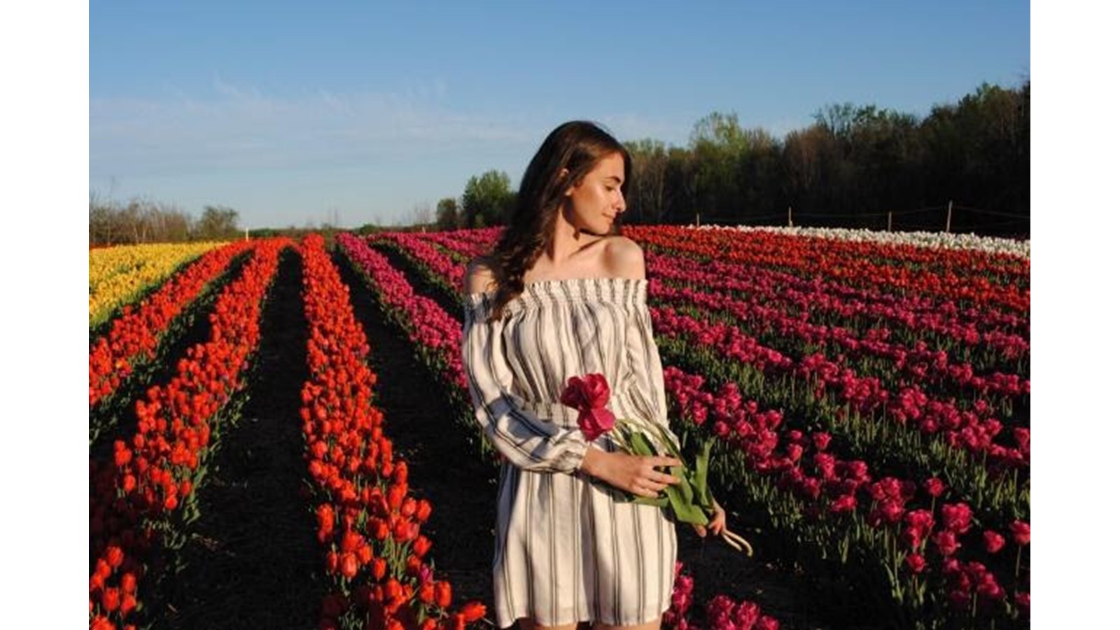 L’autocueillette de tulipes sera disponible pour une 2e année