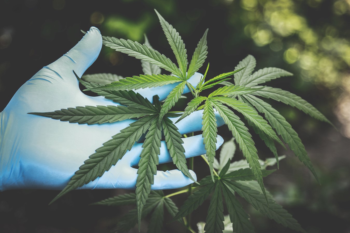 Assurer la qualité et la sécurité des produits dérivés du cannabis, c’est à votre portée