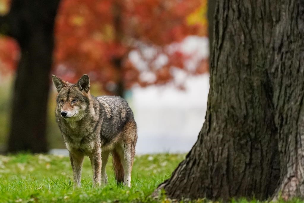 Un autre coyote tué à Burlington après des attaques signalées contre des résidants