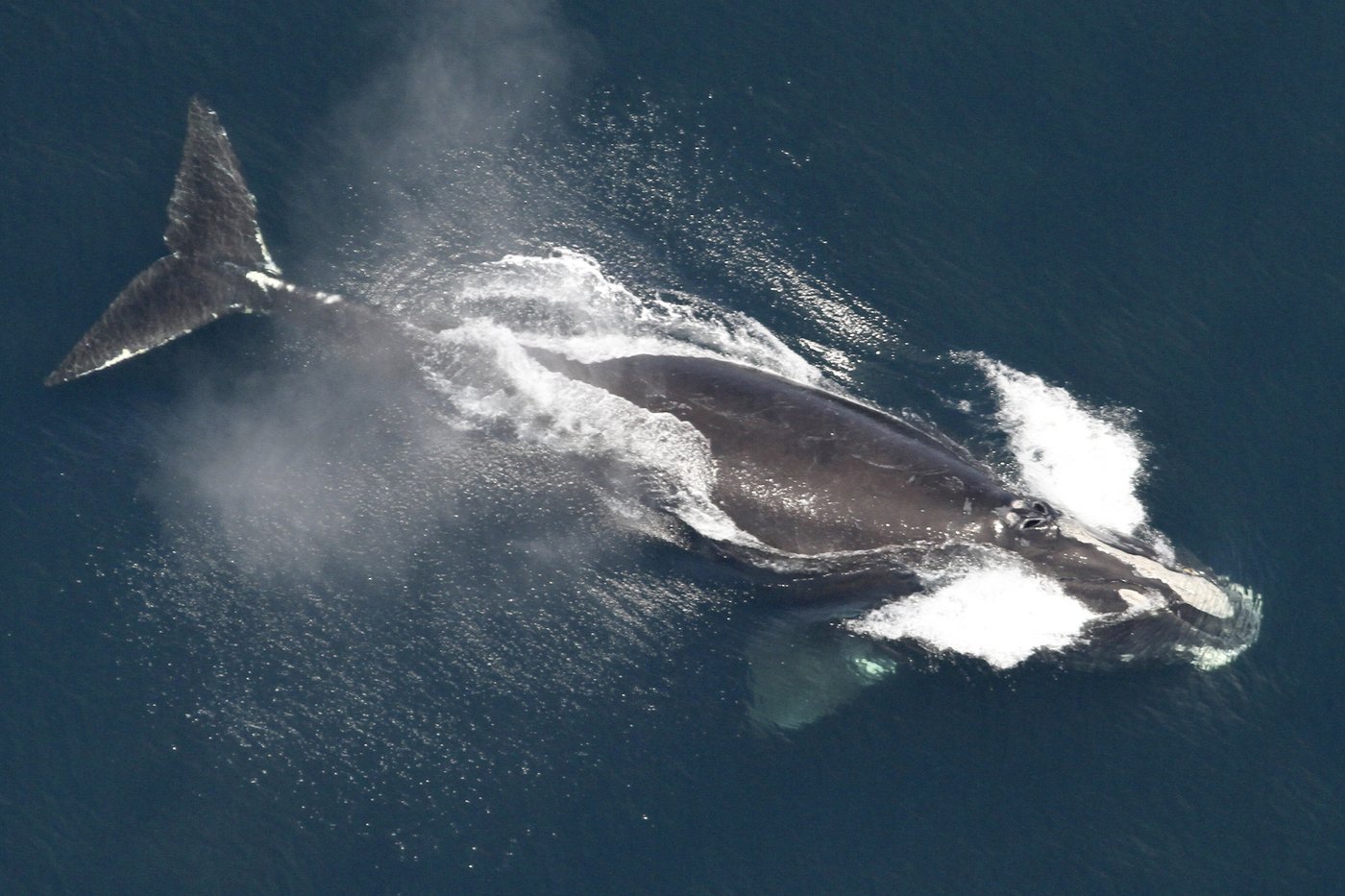 Une étude sur la reproduction chez les baleines noires offre une lueur d'espoir