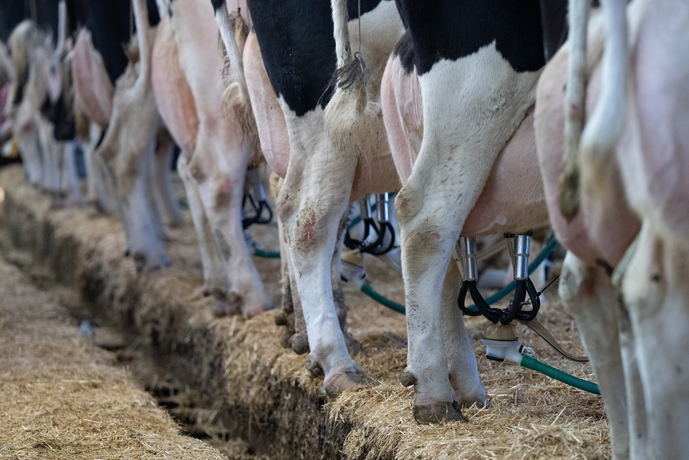 Les producteurs de lait se préparent à un «combat important»