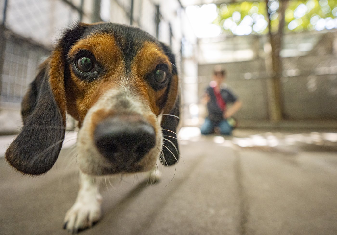 L'appel de la décision ouvrant le droit des locataires d'avoir des animaux entendu