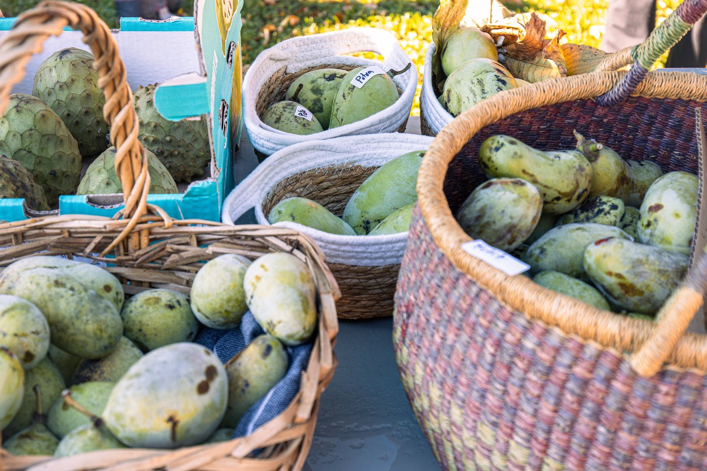 Des milliers d'amateurs rassemblés autour du pawpaw, ce fruit local au goût tropical